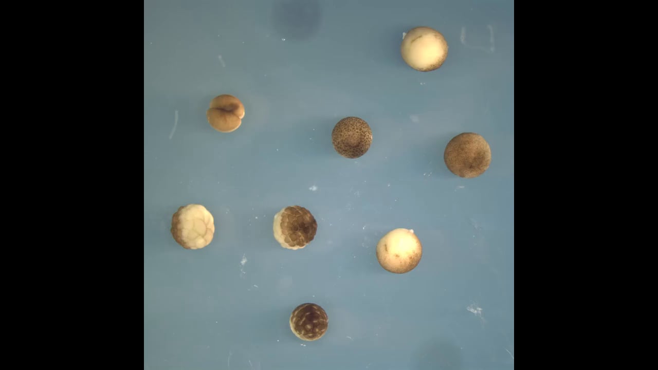 Frog time-lapse - MBL Embryology