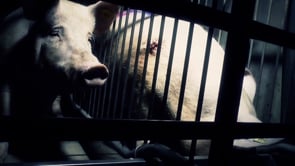Investigación de Igualdad Animal en granjas de cerdos de Alemania