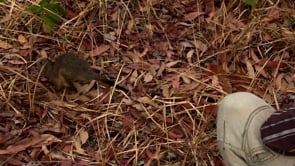 Native animals on Australia’s remote islands