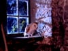 Barn Owl, house mouse and rabbit burrow