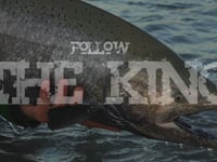 Follow THE KING
