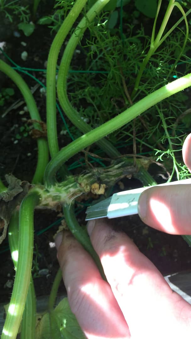 How to Remove a SquashVine Borer on Vimeo