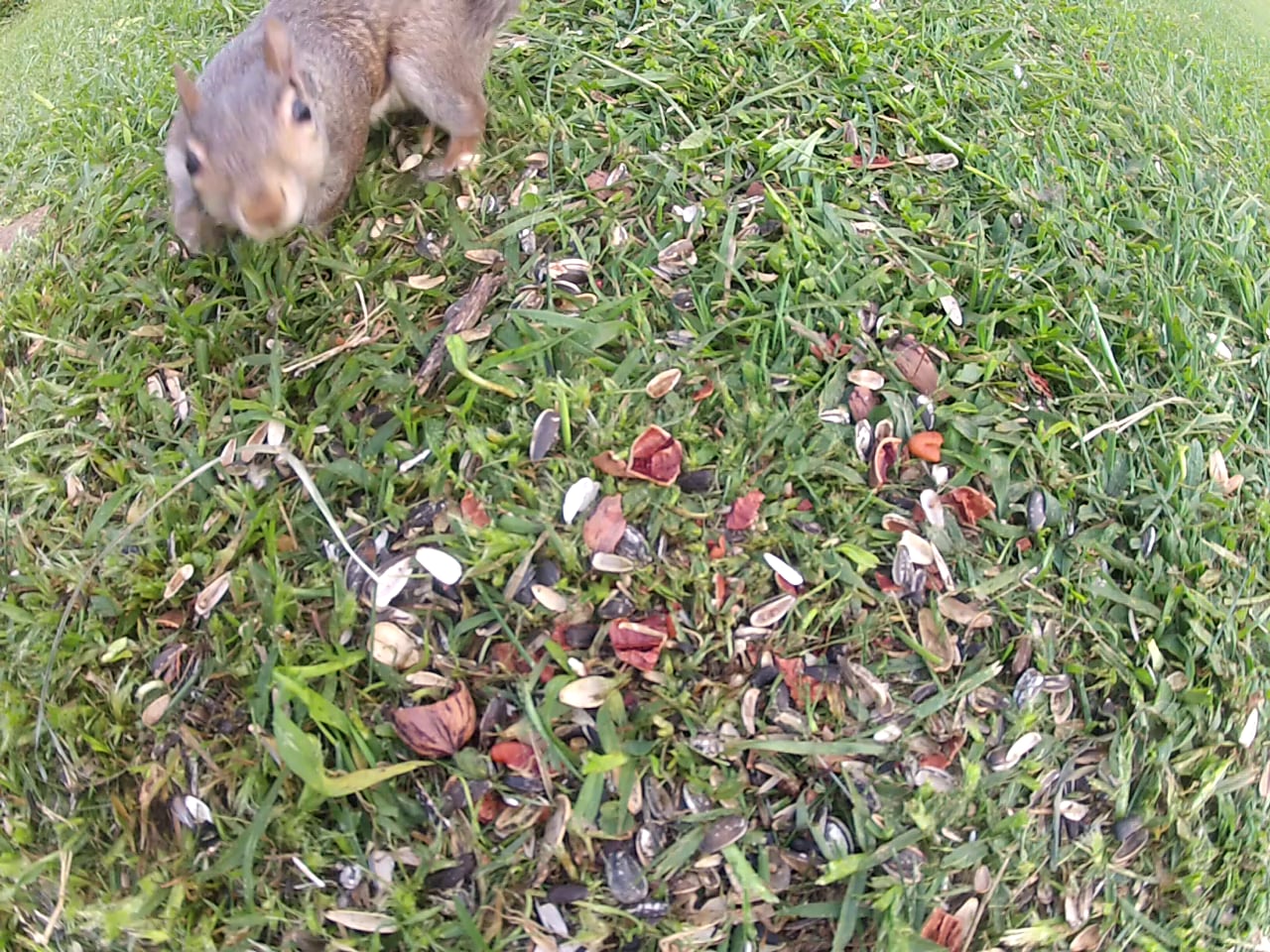 Closeup GoPro video of grey squirrel eating pecans on Vimeo