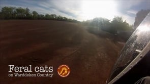 Feral cats on Warddeken country – National Science Week