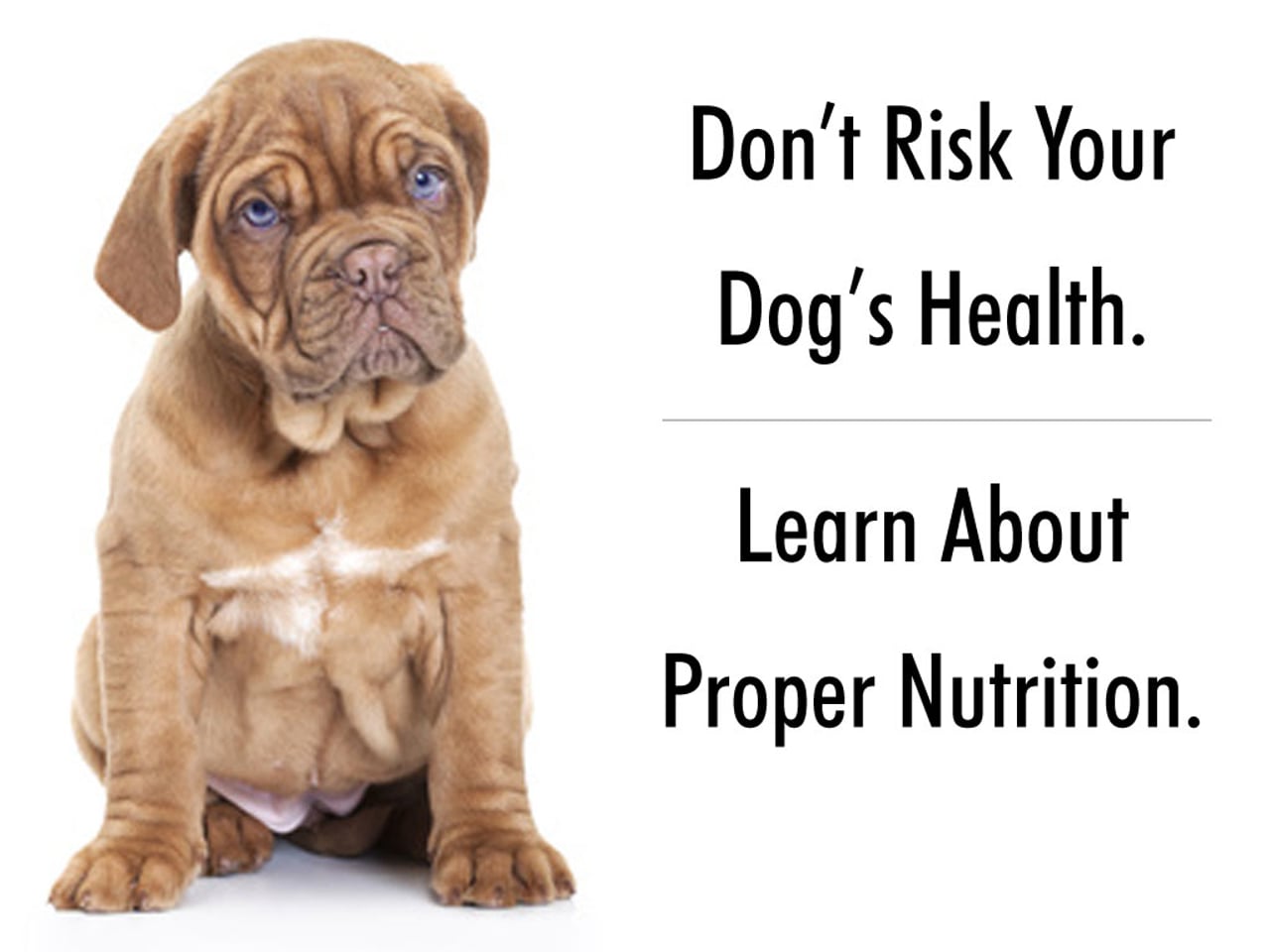 FullBucket Dog Probiotic for Healthier Dog