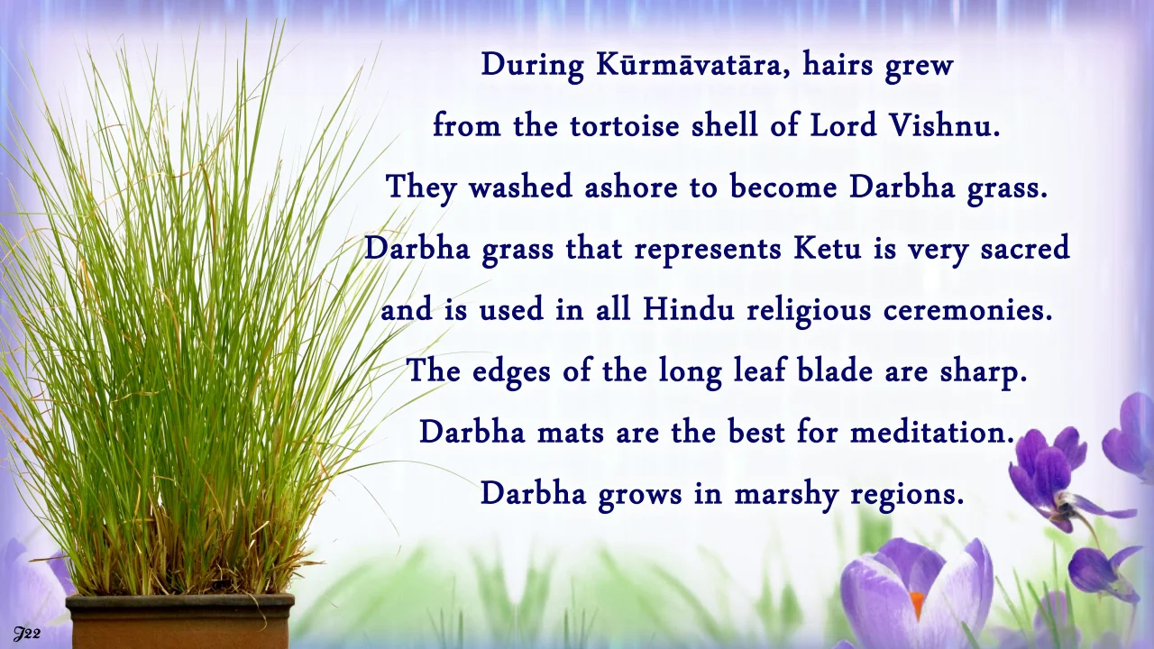 Use of Darbha grass on eclipse days protects food & humans from heavy