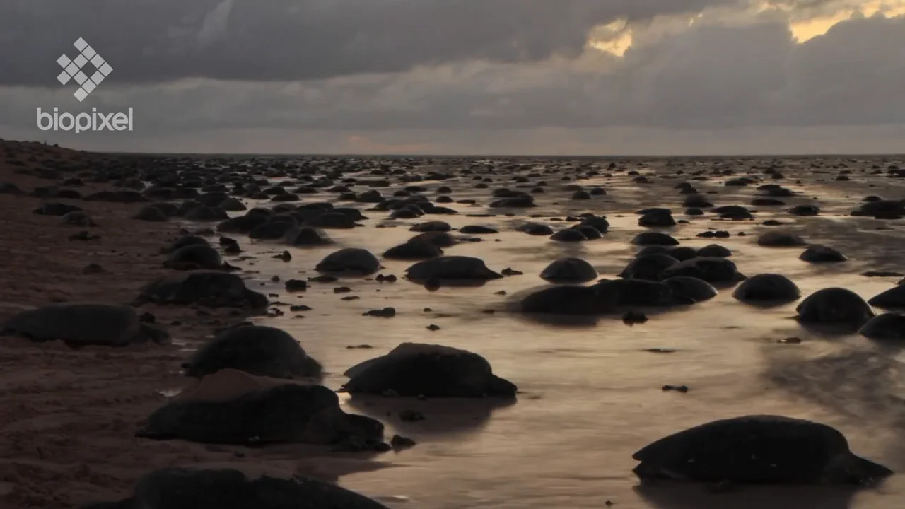 Islands Raine Island 2013 SOCIAL MEDIA on Vimeo