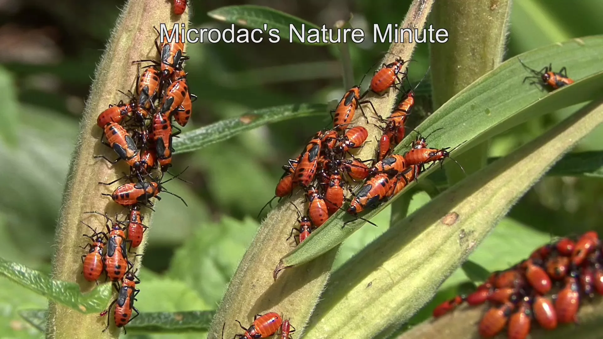 Microdac's Nature Minute: Orange Insects on Vimeo