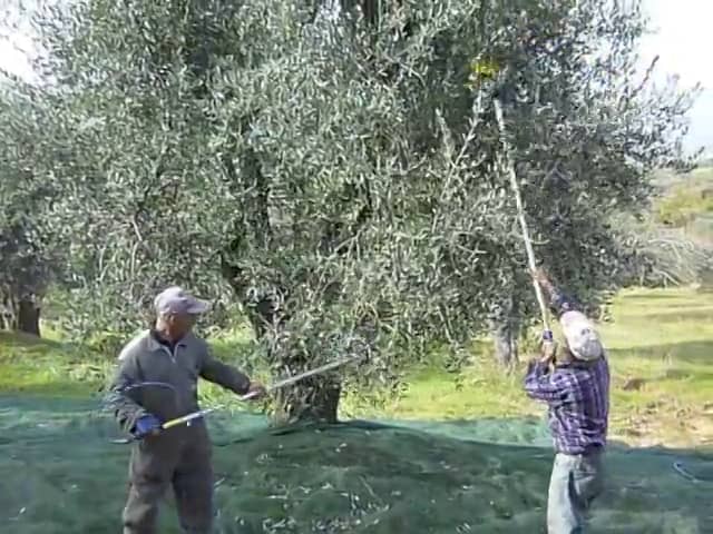 オリーブの実の収穫 ルカニア