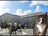 The Cats of Trefranck- farming history through a cats eyes