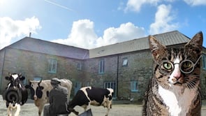 The Cats of Trefranck- farming history through a cats eyes