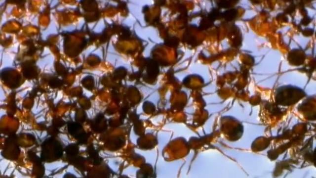 Fire Ants: Rafting on Vimeo
