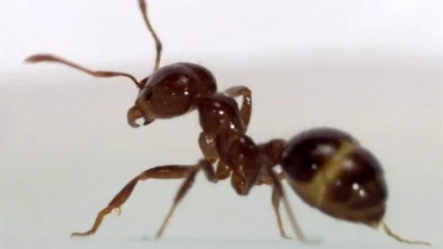 Fire Ants: Phorid Fly Biocontrol