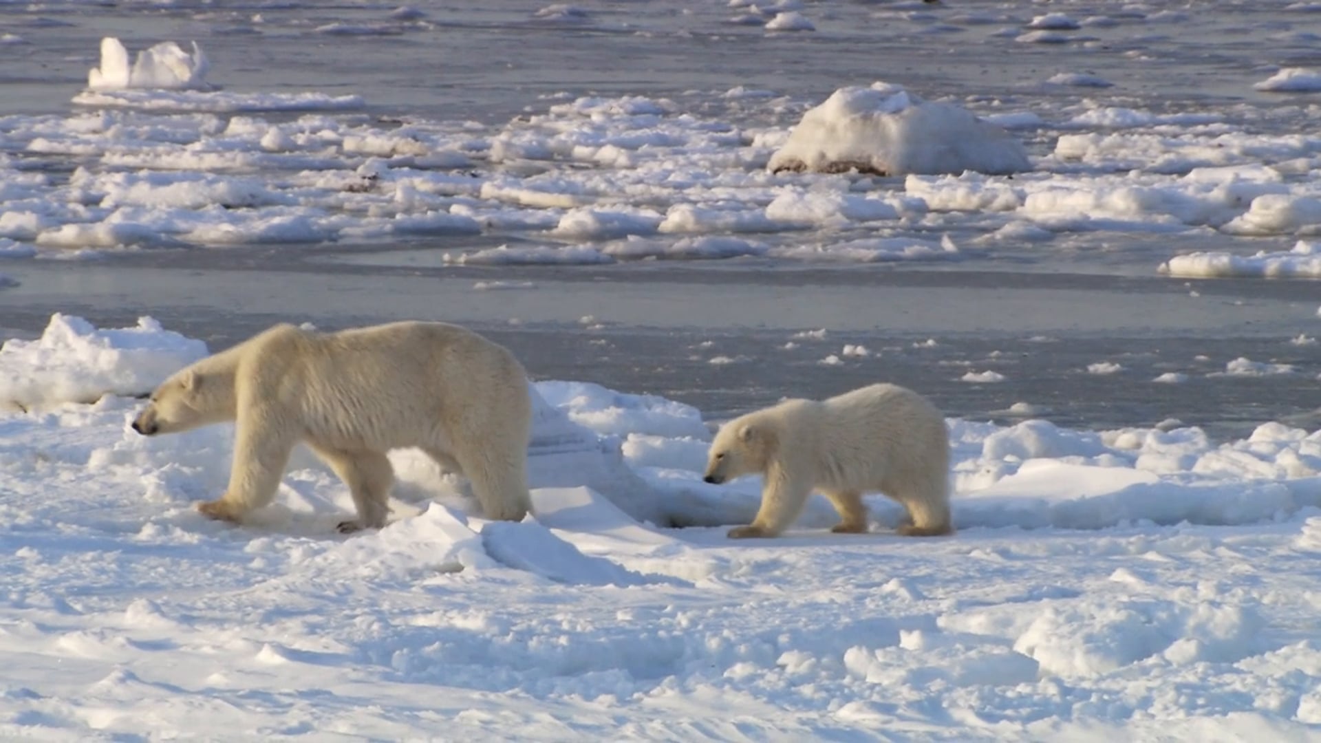 Ice Bear Trailer