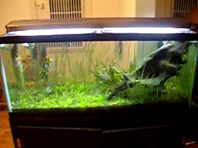 My 75 Gallon Aquarium on Vimeo