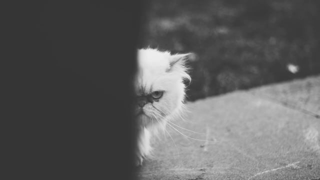 The Tins - If You Want To Navigate (Official Music Video)