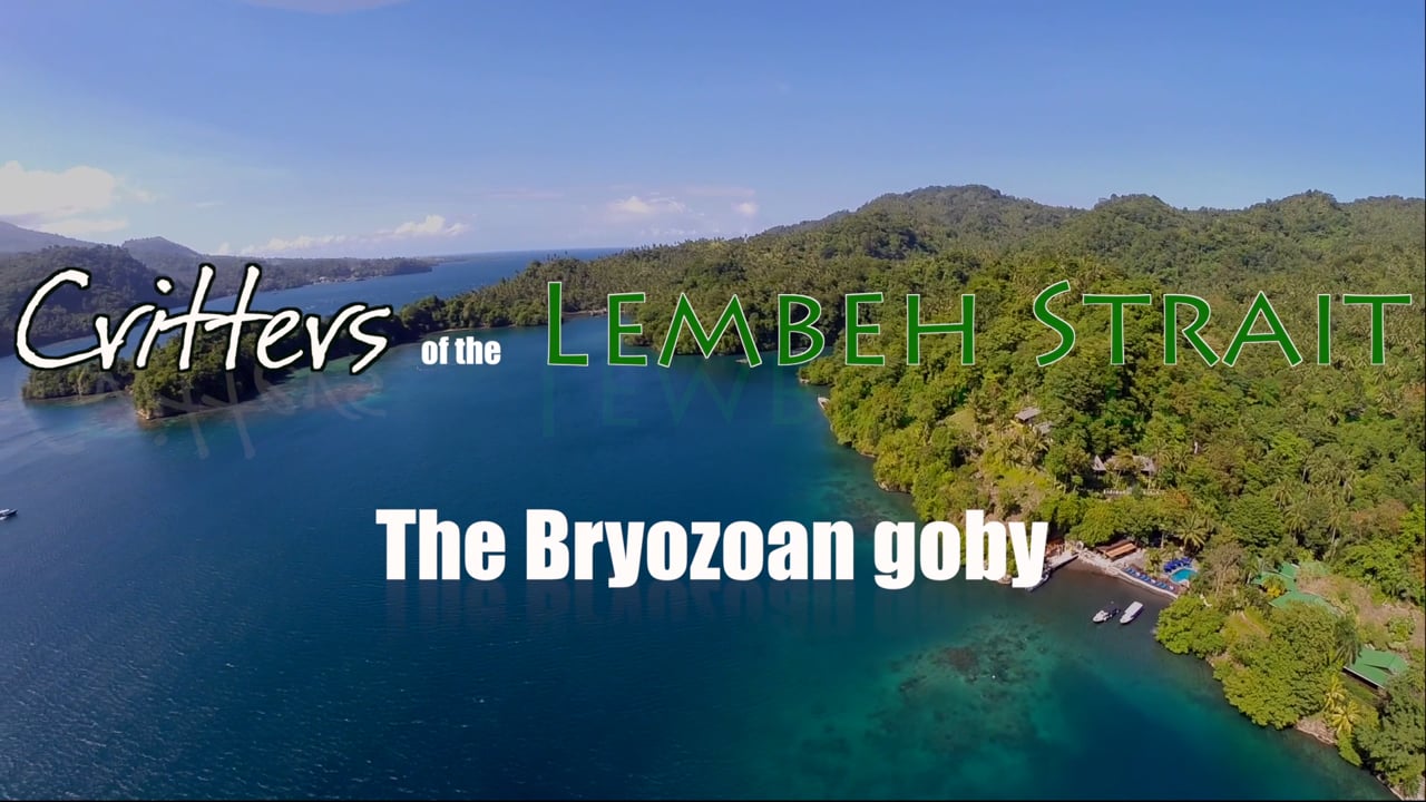 Critters of the Lembeh Strait | The Bryozoan Goby