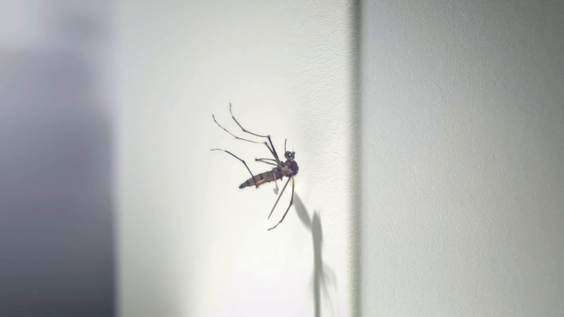 Mosquitos