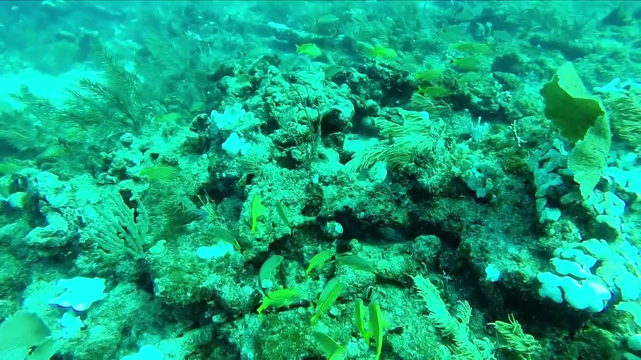 Davis Ledge in Islamorada on Vimeo