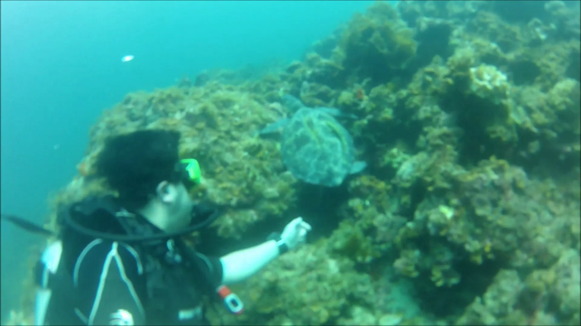 Chasing Turtles Video on Vimeo