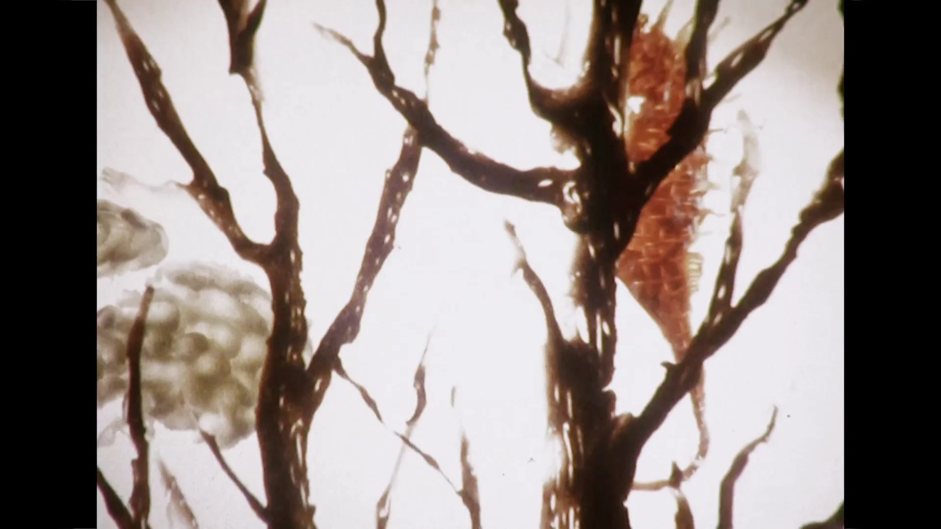Aquatic 水棲 | Videos & Movies on Vimeo