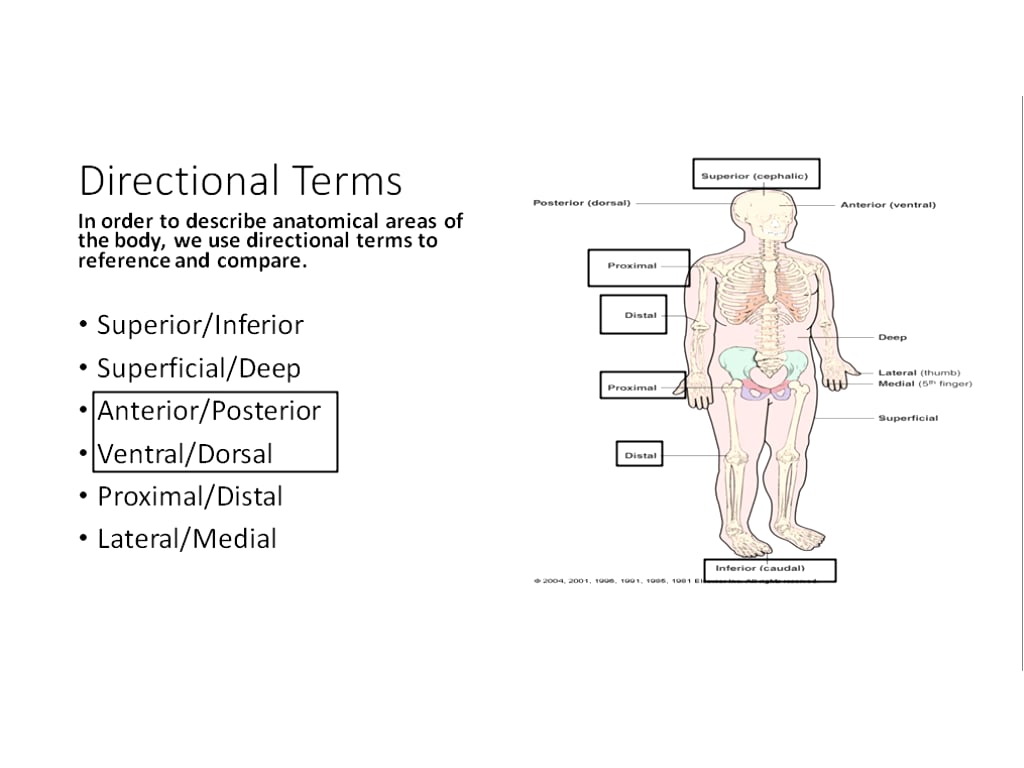 medical-terminology-abdominal-regions-direction-terms-on-vimeo