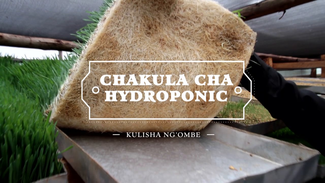 HYDROPONICS