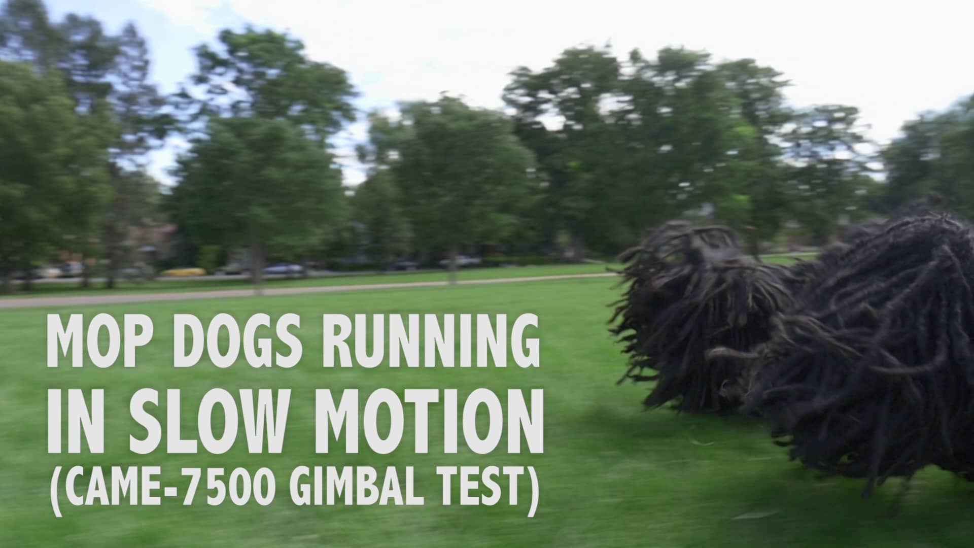 Mop Dogs Running in Slow Motion on Vimeo