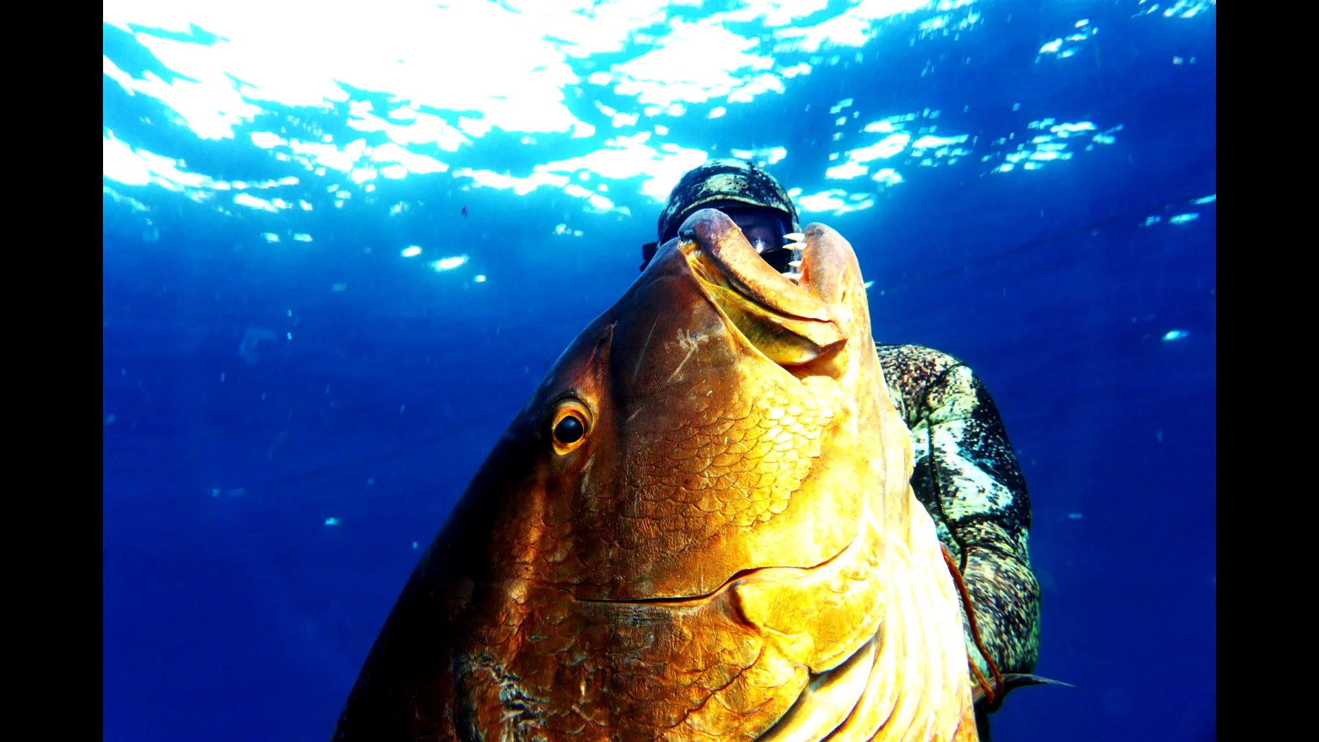 spearfishing snapper