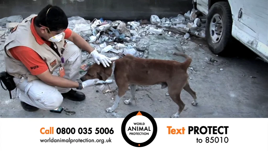World Animal Protection // TVC // Defenseless 60