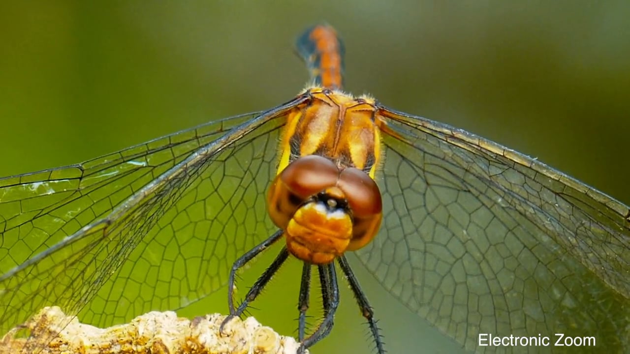 panasonic fz1000 macro