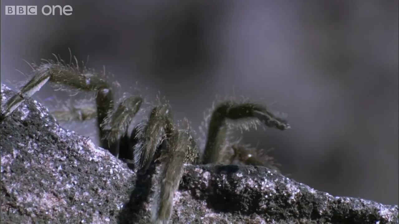 Life - The Amazing Bouncing Pebble Toad - BBC One on Vimeo