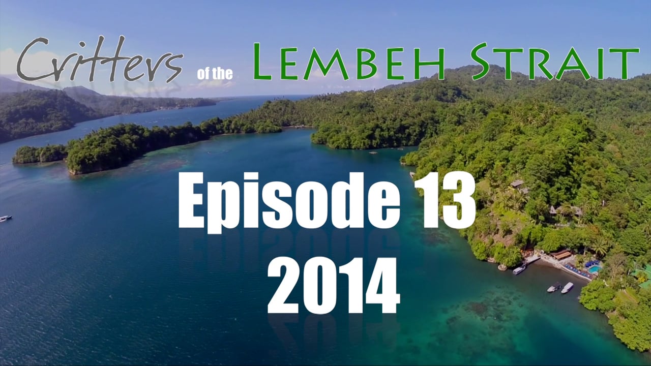 Critters of the Lembeh Strait | Episode 13/2014