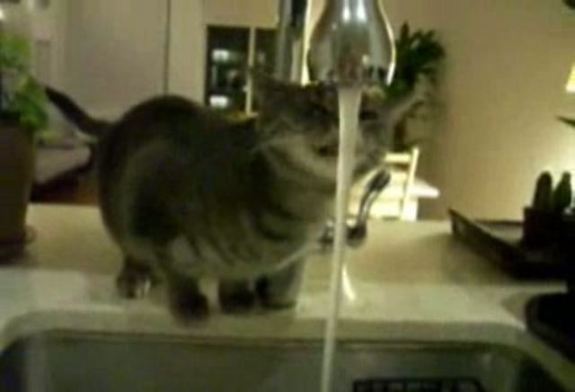 funny cat