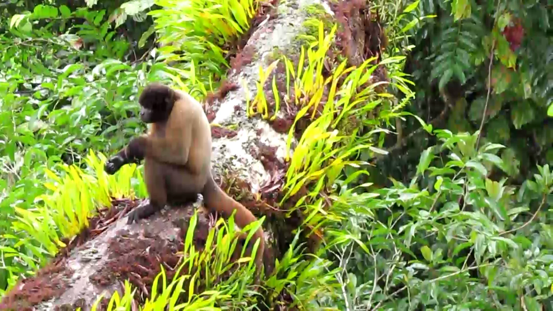 Sights and Sounds in a Ceiba Tree, image size:1920x1080