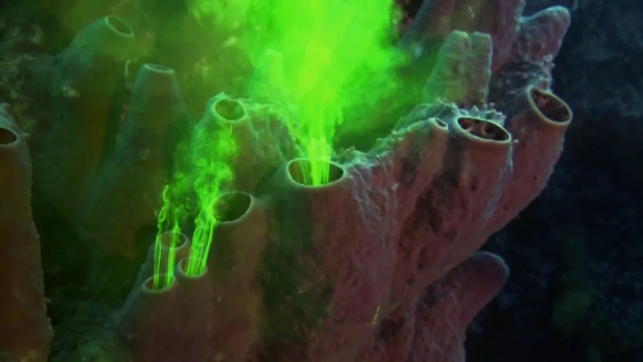 Sponges Filter Feeding Made Visible Preview on Vimeo
