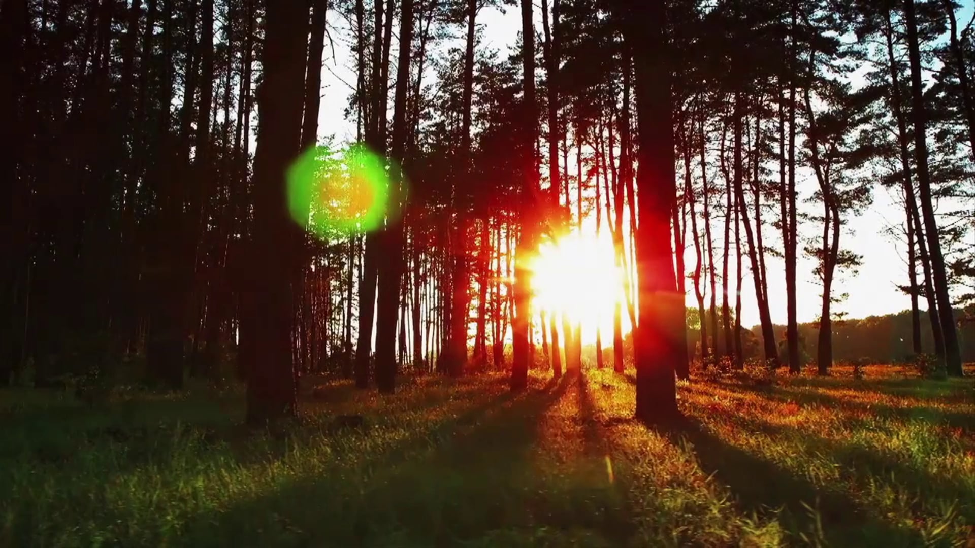 'Looking Back, Looking Forward'