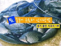 [양어장] 27.토종붕어 유료터 낚시방법 1부 - 경기 용인 지곡지(2014.9.11)