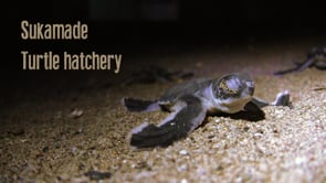 Sukamade - Turtle hatchery