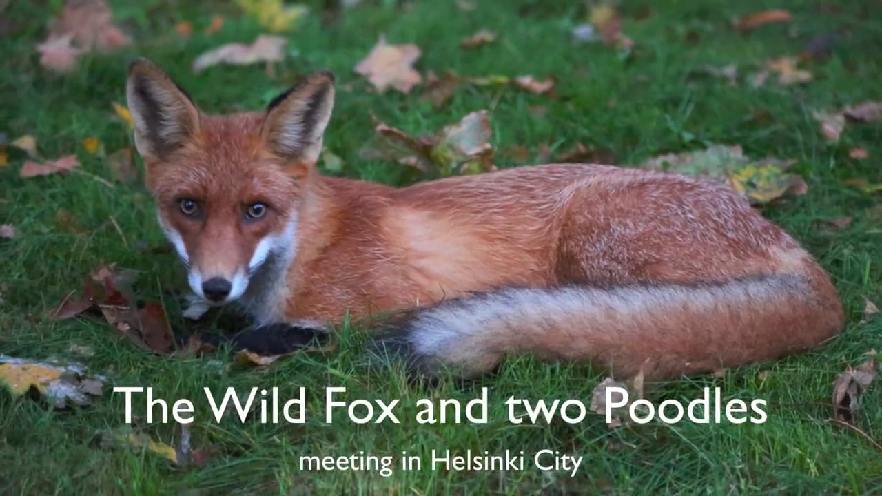 Wild Fox and two harlequin Poodles in the Helsinki