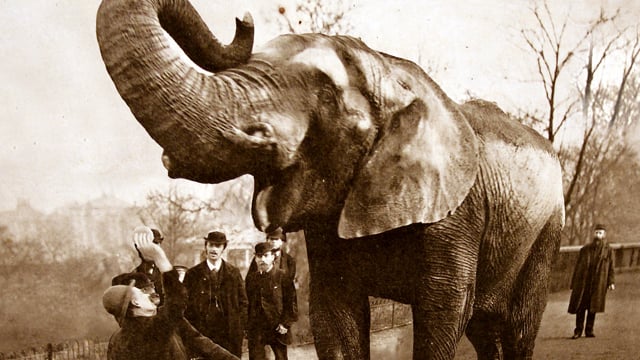 The Story of Jumbo the Elephant