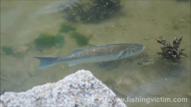 Oceanus Atlanticus: Bóias de pião o TT na pesca à bóia