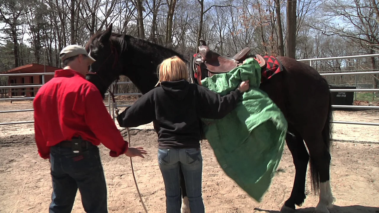 DESENSITIZIINGTARPHorses911 on Vimeo