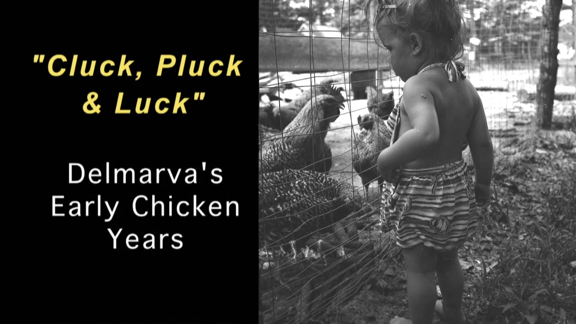 "Cluck, Pluck and Luck": The Improbable Early History of Delmarva's Chicken Industry (Trailer)