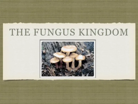 Fungi on Vimeo