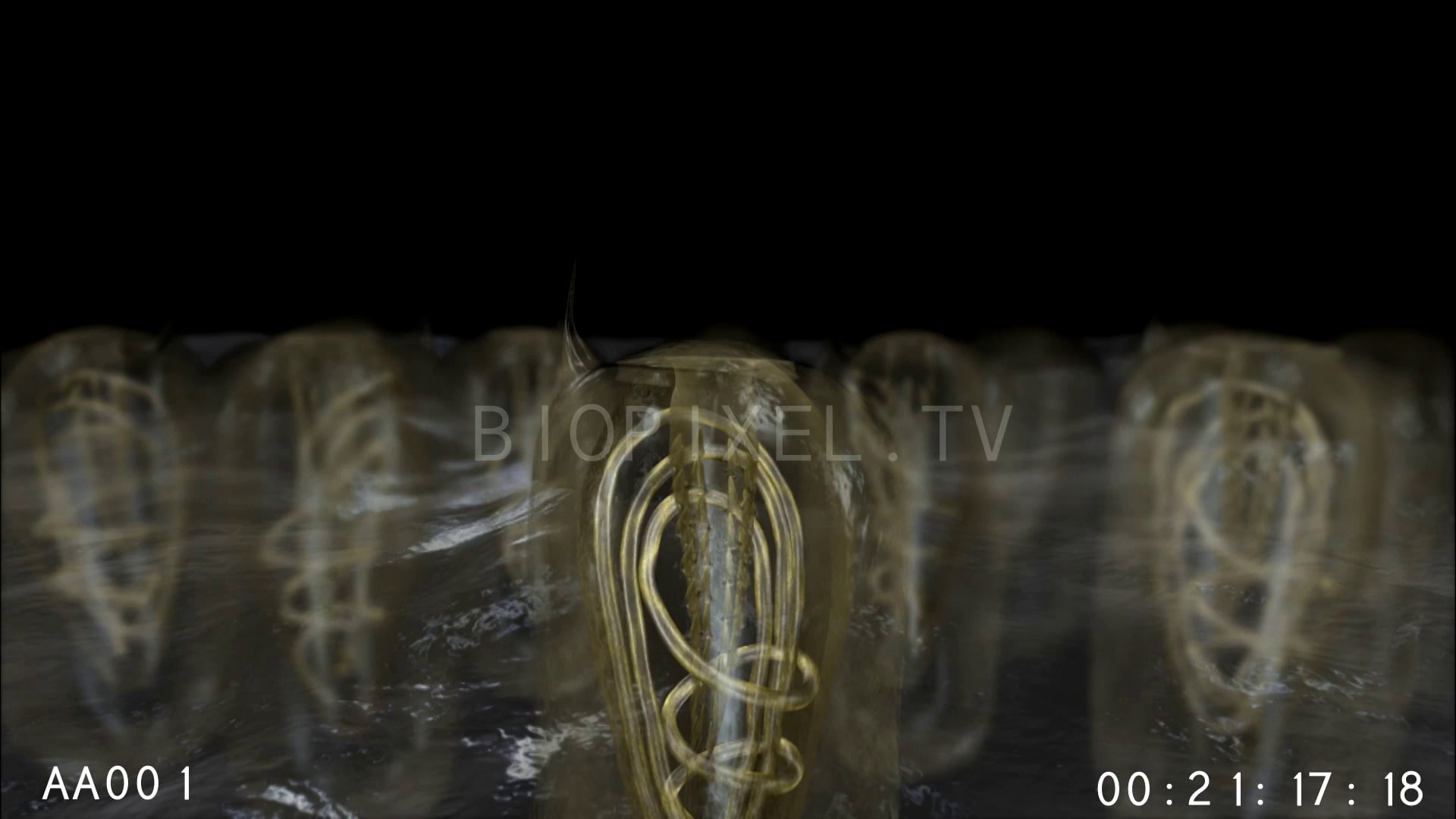 Venomous Animals Box jellyfish stinging cells animation on Vimeo