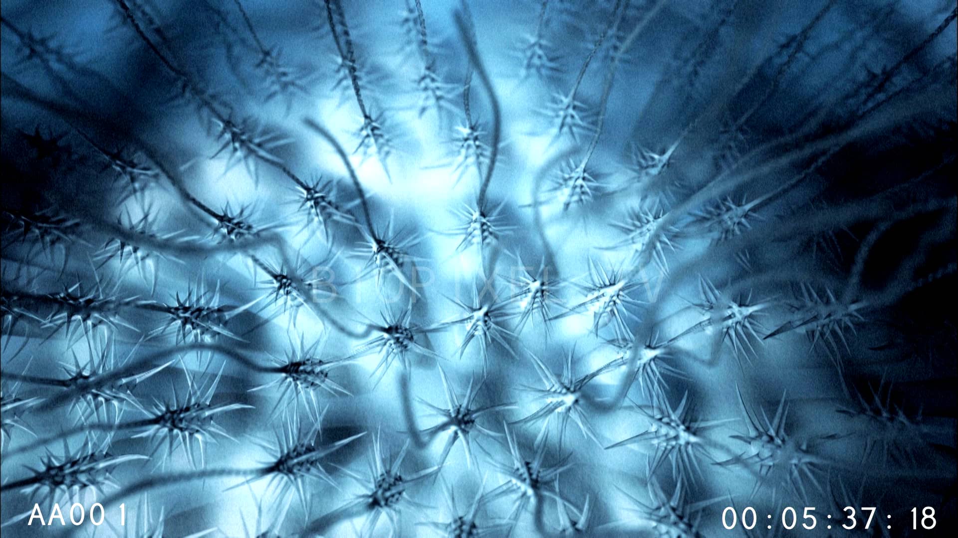 Chironex box jellyfish nematocyst stinging organelles animation on Vimeo