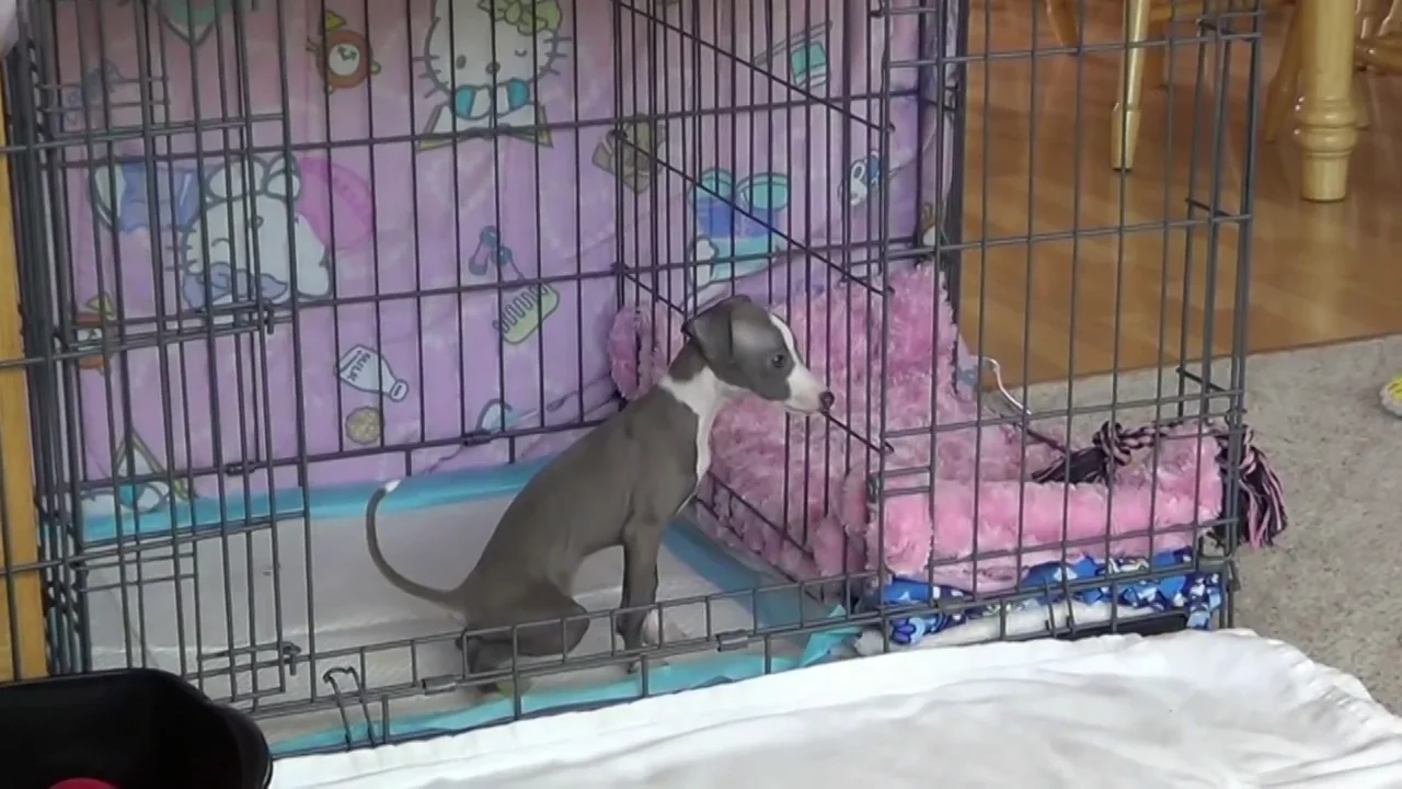 Potty Training Puppy Apartment Italian Greyhound on Vimeo