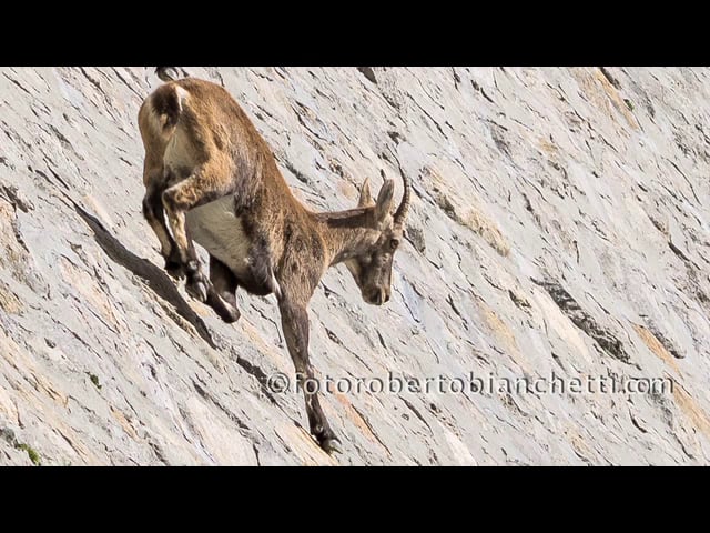 Ibex Climbing on dam - Stambecchi diga Cingino © roberto bianchetti ...