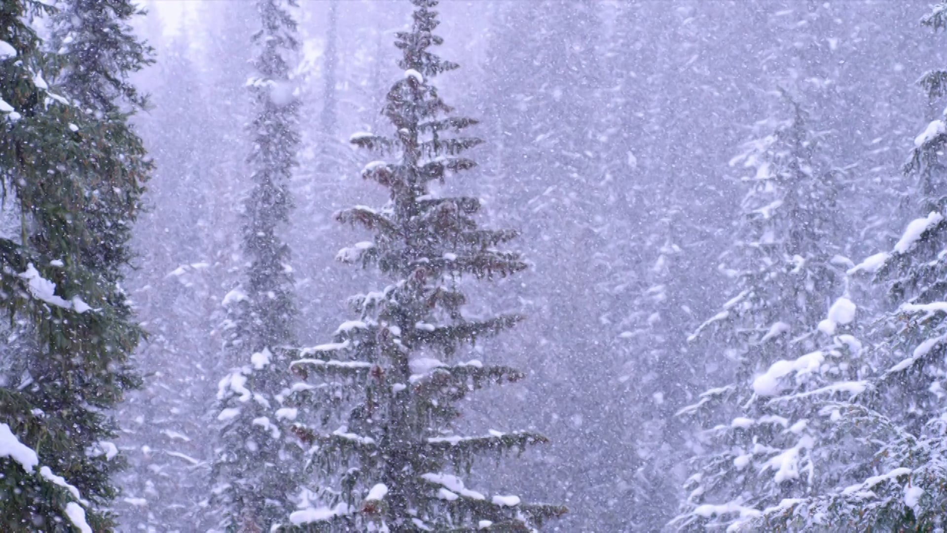 Pretty Faces Ski Film